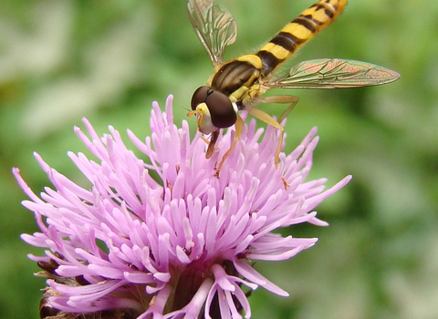 Hoverfly on knapweed CREDIT Steve Bloomfield