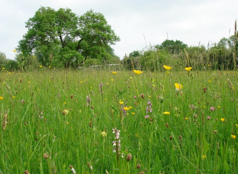 Melrose Farm Meadows