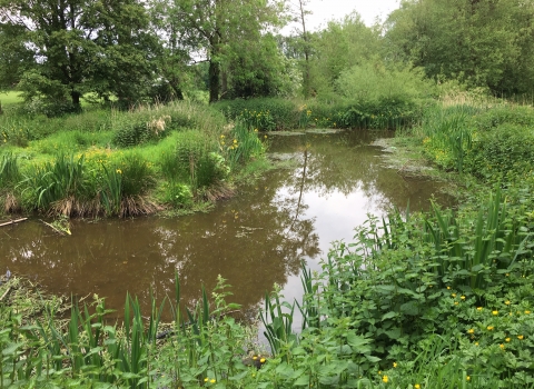 Sanders Park Wetland CREDIT Lucy Wood Environment Agency