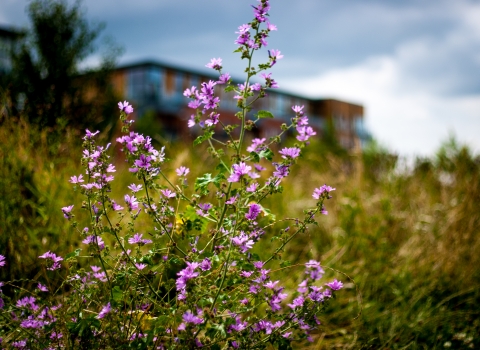 Wildflowers near buildings by Paul Lane