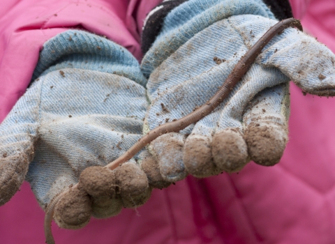 Earthworm in gloved hands by Tom Marshall