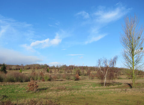 Burlish Golf Course showing trees and grassland before work