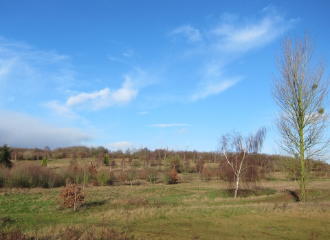 Burlish Golf Course showing trees and grassland before work