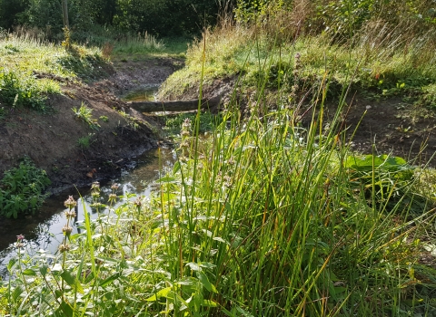 Churchill Brook showing wetland creation and a 'leaky dam'. 