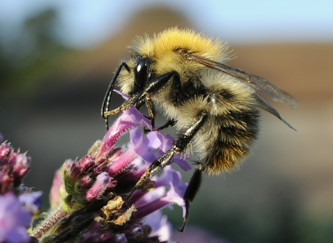 Common carder bee on purple verbena flower by Nick Upton/2020VISION