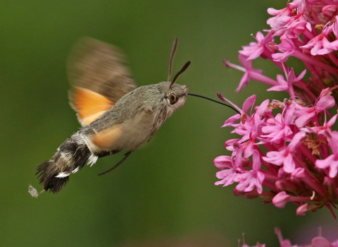 Hummingbird hawk-moth drinking nectar from pink valerian flower by Wendy Carter