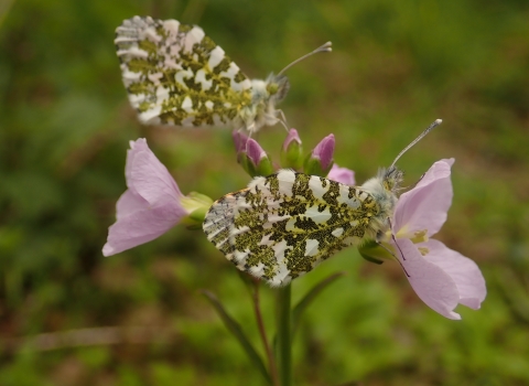 Orange-tip butterflies on lady's smock flowers by Brett Westwood