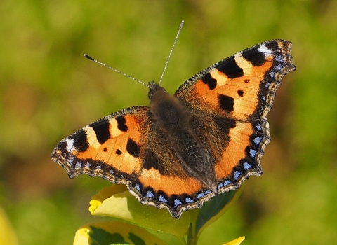 Small tortoiseshell butterfly by Pete Smith