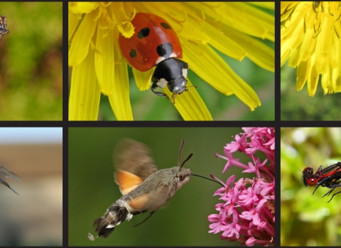 Photos of small tortoishell, 7 spot ladybird, marmalade hoverfly, common carder bee, hummingbird hawk-moth, large red damselfly