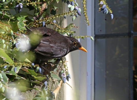 Blackbird in vegetation by a window by Wendy Carter