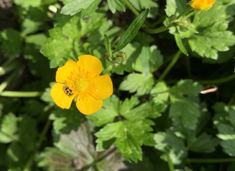 Buttercup flower with ladybird nestled in it by Anne Williams