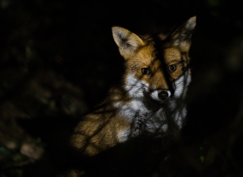 Red fox in shady location with shadows of tree falling over it by Simon Hislam