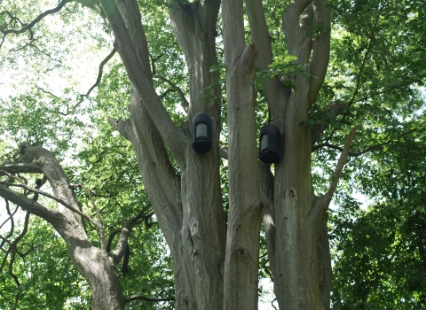 Bat boxes at Rectory Wood by Sean Webber