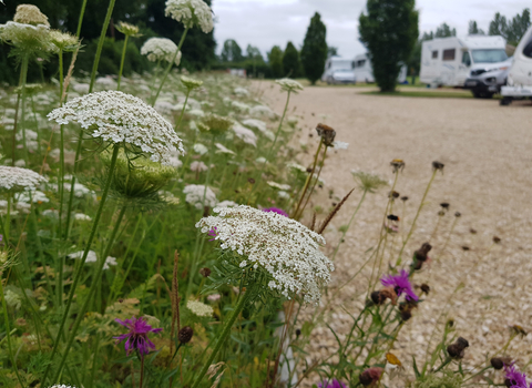 Goodleigh Hill CL wildflower meadow (Natural Networks project) by Jasmine Walters