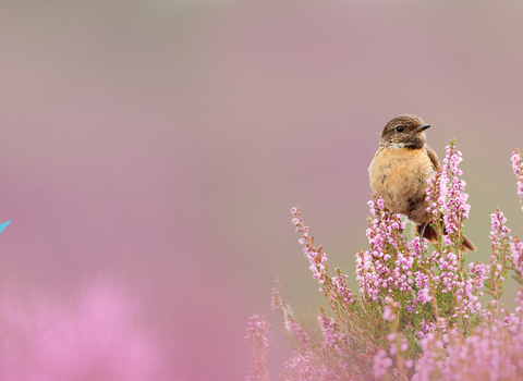 Stonechat in a 'sea' of heather by Ben Hall/3030VISION