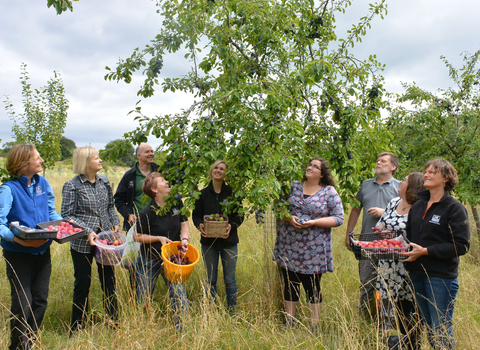 Group of 9 members of staff looking up into a plum tree whilst holding buckets of plums by Harry Green