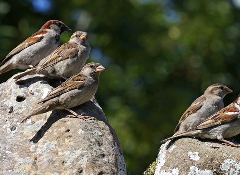Five house sparrows (male and female) sitting on a wall by Wendy Carter