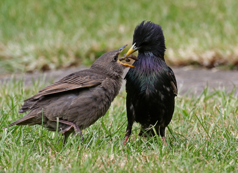 Adult starling feeding cranefly larvae to juvenile starling by Wendy Carter