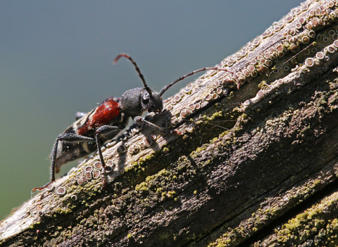 Anaglyptus mysticus beetle - black, red and white - sitting on an old gate post and looking at the camera (by Wendy Carter)