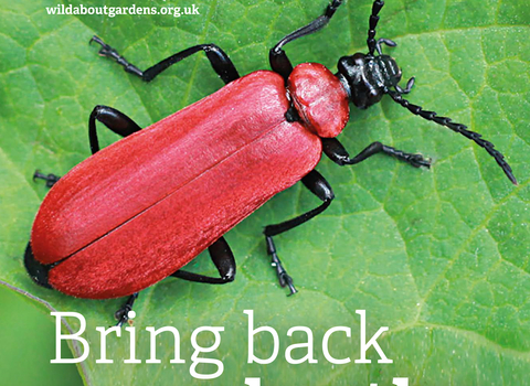 Front cover of 'Bring back our beetles' Wild About Gardens booklet showing a black-headed cardinal beetle sitting on a green leaf