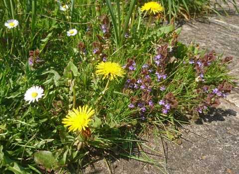 Wildflowers (dandelions, daisies, ground ivy) on edge of lawn and patio by Wendy Carter