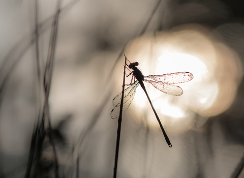 Damselfly on a stem with the sun behind it by Richard Clifford