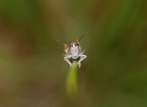 Face-on photo of a field grasshopper clinging to a stem by Wendy Carter