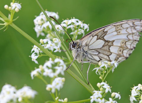 Marbled white butterfly (white and grey checked/marbled pattern) sitting on vegetation by Wendy Carter