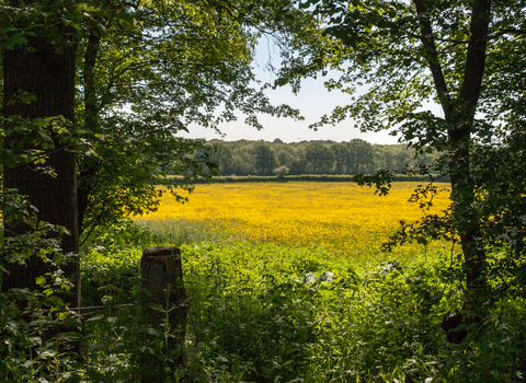 Looking between trees across Green Farm buttercup-filled yellow fields towards woodland by Paul Lane