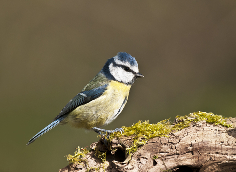 Blue tit sitting on a piece of dead wood with moss on it by Bob Tunstall