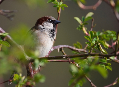 House sparrow sitting in a tree by Simon Hislam