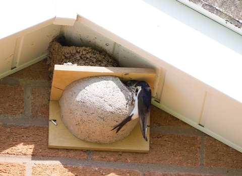 House martin at artificial nest by Jonathan Cartwright