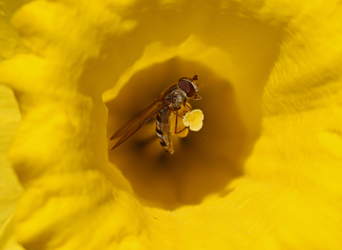 Marmalade hoverfly in the middle of a daffodil by Wendy Carter