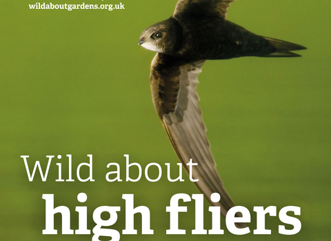 Wild about high fliers booklet front cover with a photo of a swift in flight