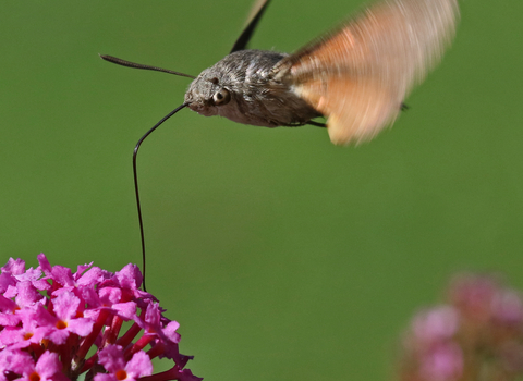 Hummingbird hawk-moth drinking nectar from a pink buddleia flower by Wendy Carter
