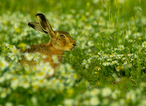 Brown hare sitting in a field of ox-eye daisies by Nick Thompson