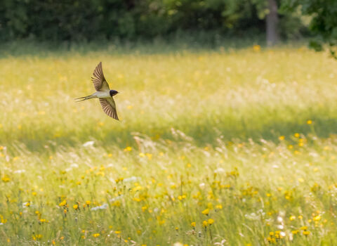Swallow flying over a flower-rich meadow by Richard Clifford