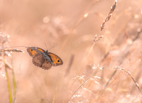 Backlit meadow brown butterfly on a grass head in a field with long grasses by Carl Harris