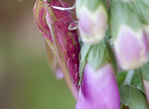 Elephant hawk-moth (large moth with pink and green markings) on pink and green foxglove by Tom Marshall by Wendy Carter