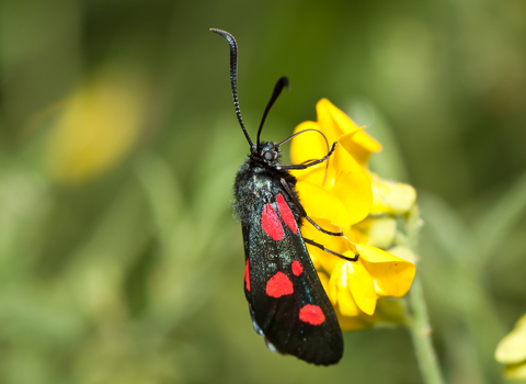 Five-spot burnet moth (black with 5 red spots) on yellow flower by Peter Smith