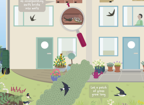 Illustration of a swift-friendly garden