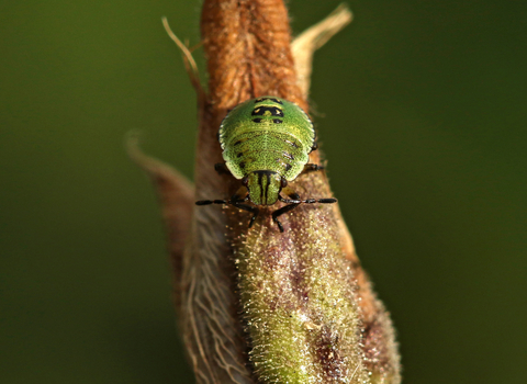 Green shieldbug nymph on a brown seedhead by Wendy Carter