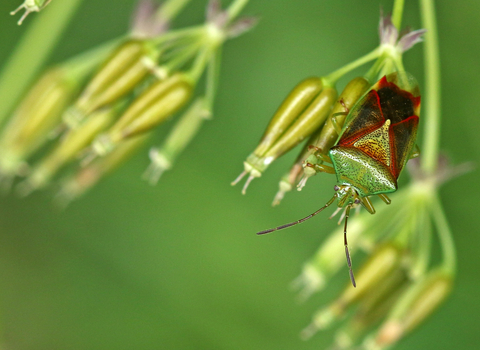 Hawthorn shieldbug (green body with red wing cases) by Wendy Carter
