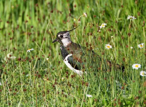 Lapwing by Christine Douglas