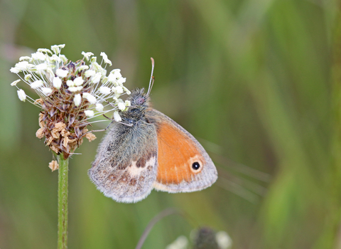 Small heath butterfly on plantain flower by Wendy Carter