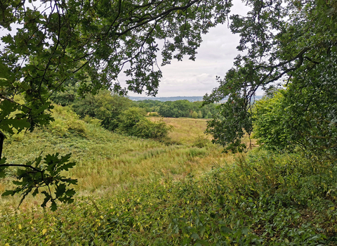 Looking through tree branches across a field at Romsley Manor Farm Meadows by Mike Perry