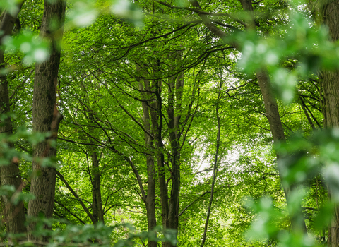 Trees in a woodland by Nathan Millar