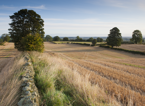 Arable field with trees along the hedges and walls by Paul Harris/2020VISION