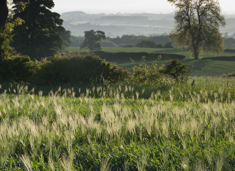 Farmland with hedgerow and trees in the landscape by Paul Harris/2020VISION