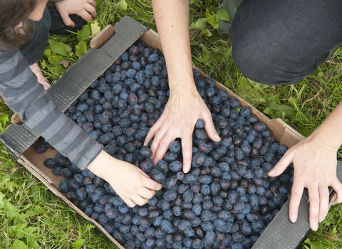 Box of recently picked fruit with hands leaning into it by Paul Harris/2020VISION